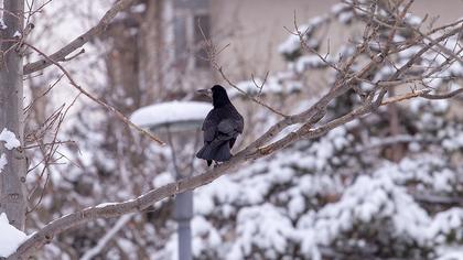 Rook