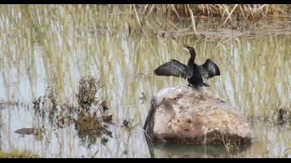 Pygmy Cormorant
