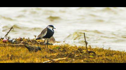 Spur-winged Lapwing