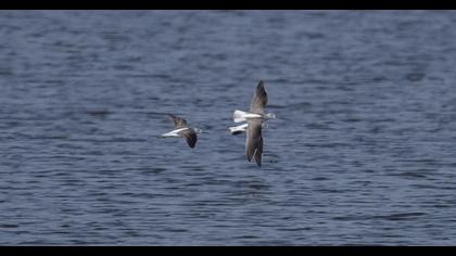 Marsh Sandpiper