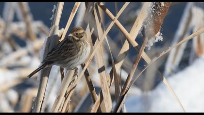 Common Reed Bunting
