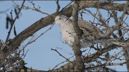 Eurasian Collared Dove