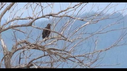 Büyük orman kartalı