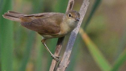 Eurasian Reed Warbler