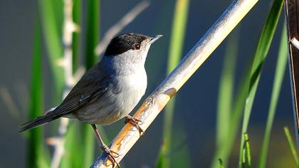 Karabaşlı ötleğen