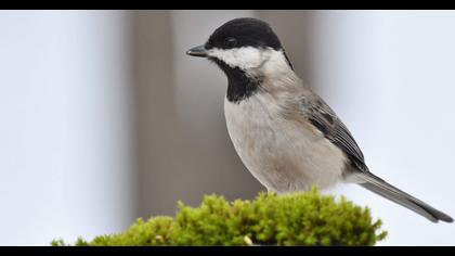 Akyanaklı baştankara