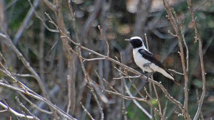 Karakulaklı kuyrukkakan