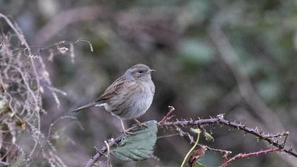 Dunnock
