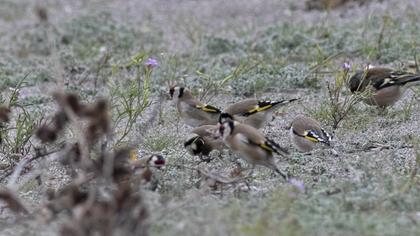 European Goldfinch
