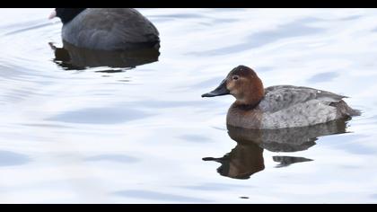 Common Pochard