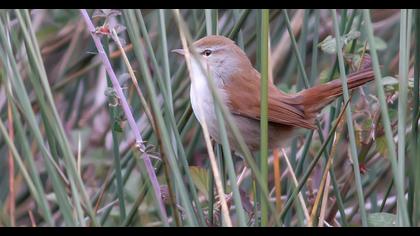 Kamışbülbülü