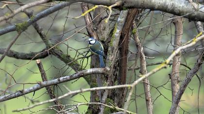 Eurasian Blue Tit