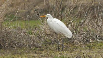 Büyük ak balıkçıl