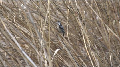 Küçük ağaçkakan