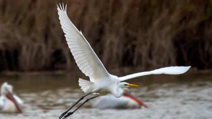Büyük ak balıkçıl