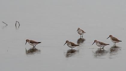 Karakarınlı kumkuşu