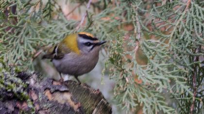 Sürmeli çalıkuşu