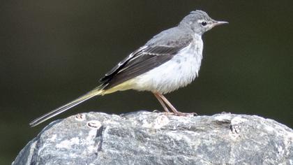 Dağ kuyruksallayanı