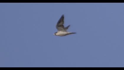 Peregrine Falcon