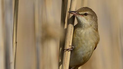 Büyük kamışçın