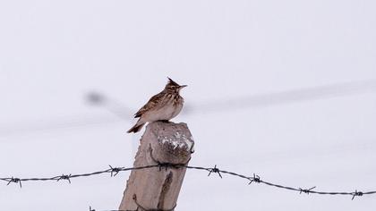 Crested Lark