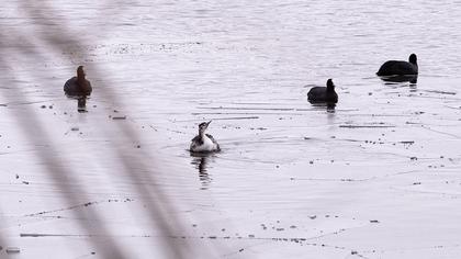 Great Crested Grebe