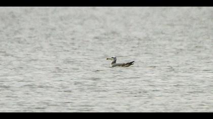 Büyük karabaş martı