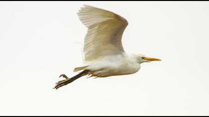 Sığır balıkçılı