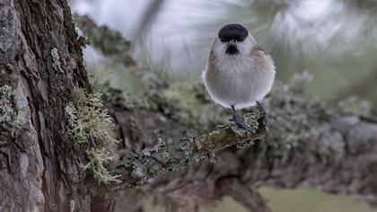 Kayın baştankarası