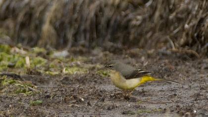 Dağ kuyruksallayanı