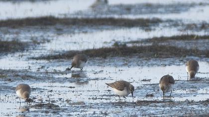 Karakarınlı kumkuşu