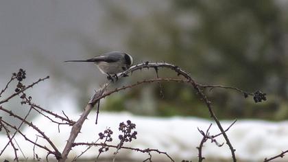 Uzunkuyruklu baştankara