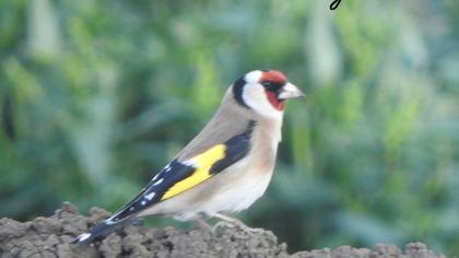 European Goldfinch