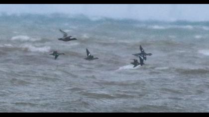 Common Scoter