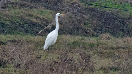 Büyük ak balıkçıl