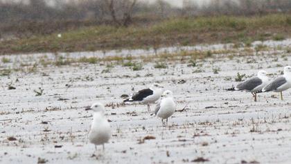 Lesser Black-backed Gull