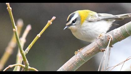 Sürmeli çalıkuşu