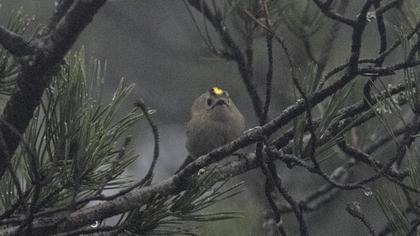 Goldcrest