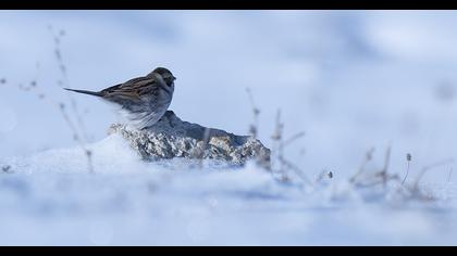 Bataklık Kirazkuşu