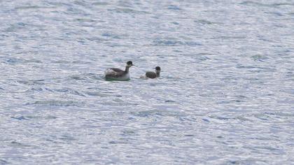 Karaboyunlu batağan