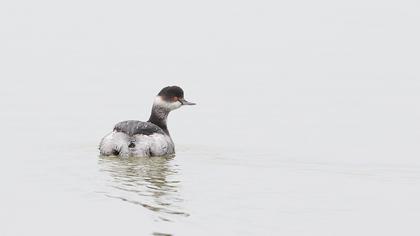 Karaboyunlu batağan