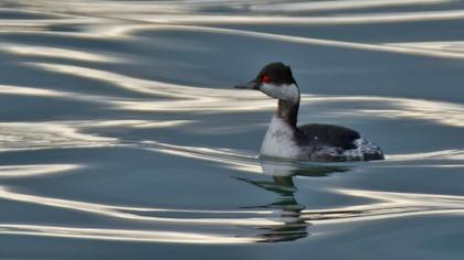 Karaboyunlu batağan