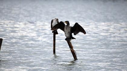 Great Cormorant