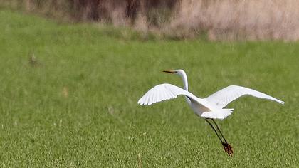 Büyük ak balıkçıl