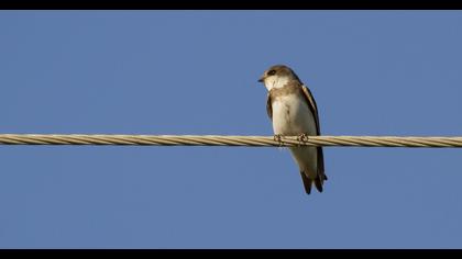 Sand Martin