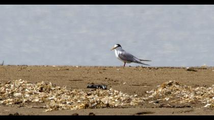Little Tern
