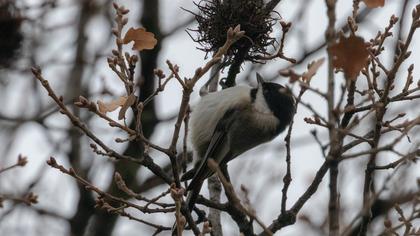 Akyanaklı baştankara