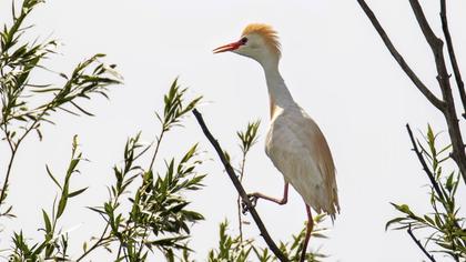 Sığır balıkçılı