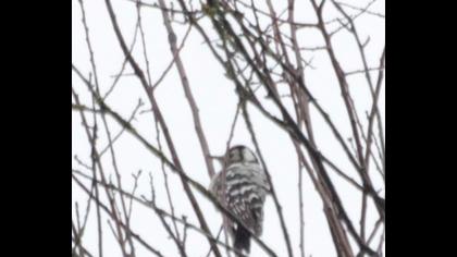 Küçük ağaçkakan