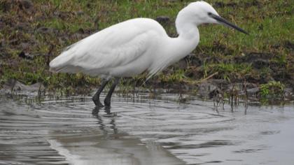 Küçük ak balıkçıl